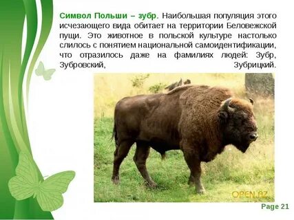 Национальные животные какой