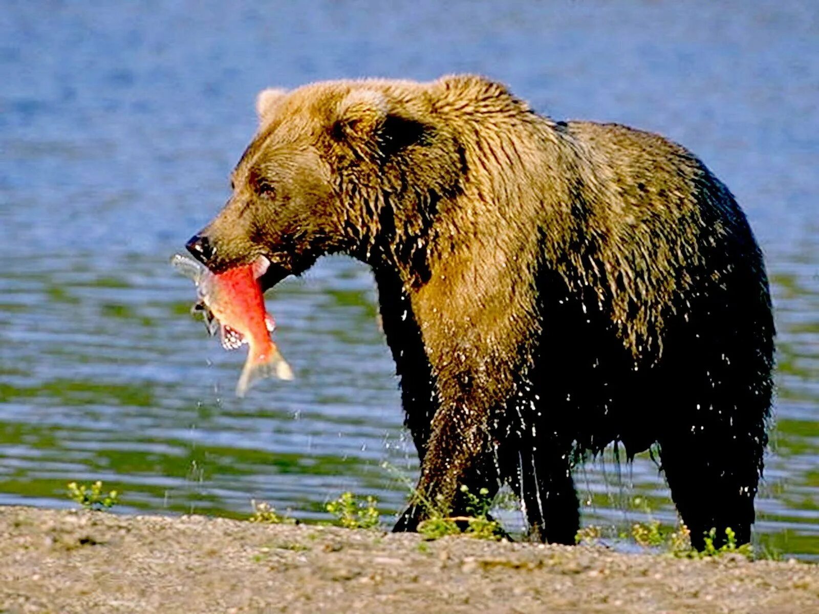 Бурый медведь (Ursus arctos). Бурый медведь питается. Медведь Гризли. Рацион бурого медведя. Какие медведи хищники