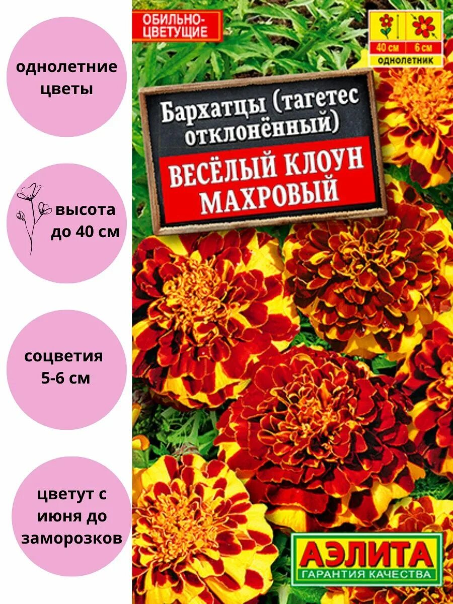 Бархатцы клоун. Бархатцы веселый клоун семена.