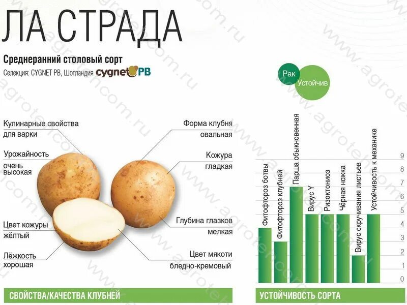 Картофель ла страда. Ла страда картофель характеристика. Картофель ла страда описание сорта фото отзывы. ЛАСТРАДА картофель характеристика отзывы.