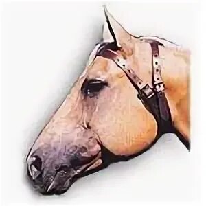 Прикуска у лошади