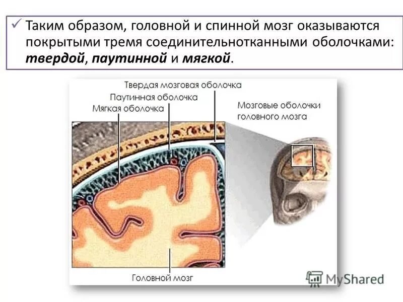 Головной мозг покрыт оболочками. Твердая оболочка спинного мозга. Оболочки головного мозга. Мягкая оболочка головного мозга. Паутинная оболочка головного мозга.