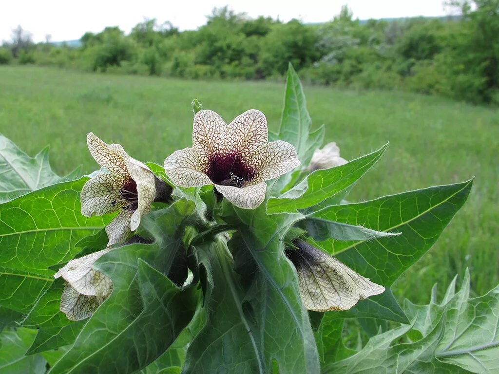 Белена ядовитое растение. Белена черная - hyoscyamus niger l. Белена черная ядовитое растение. Белена чёрная. Белена чёрная.