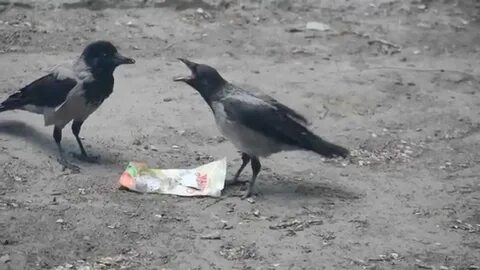 Толи вороны