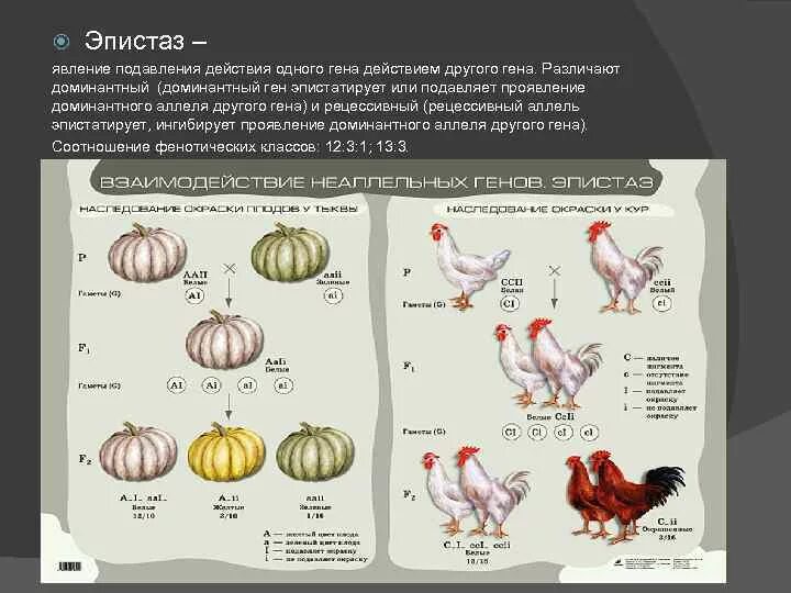 При скрещивание курицы с листовидным. Неаллельное взаимодействие генов эпистаз. Доминантный эпистаз генетика. Доминантный эпистаз куры. Окраска кур генетика эпистаз.