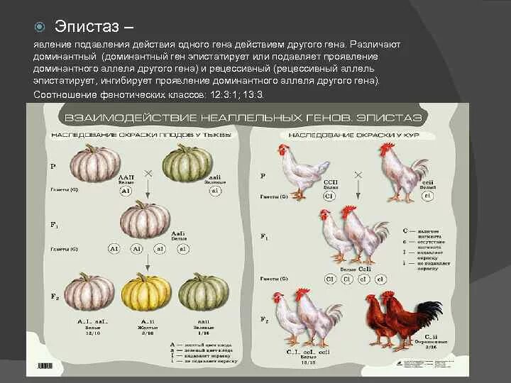 Неаллельное взаимодействие генов эпистаз. Доминантный эпистаз генетика. Доминантный эпистаз куры. Окраска кур генетика эпистаз.