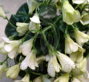 Emerald bell