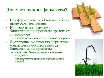 Ферменты необходимы для