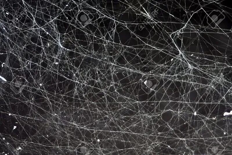 Cobweb stream. Cobweb stream
