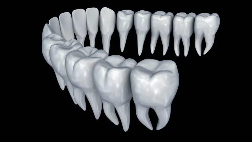 Анатомическая форма зубов. Зуб 3д. 3d зубов. Зуб 3д модель.