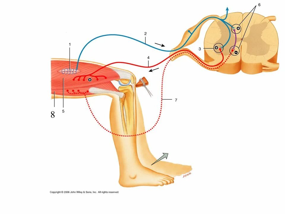 Рефлекторная дуга коленного рефлекса. Рефлекс рефлекс доғасы. Коленный рефлекс l2 - l4. Рефлексы анатомия человека.