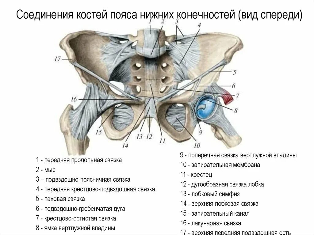 Крестцово подвздошный латынь