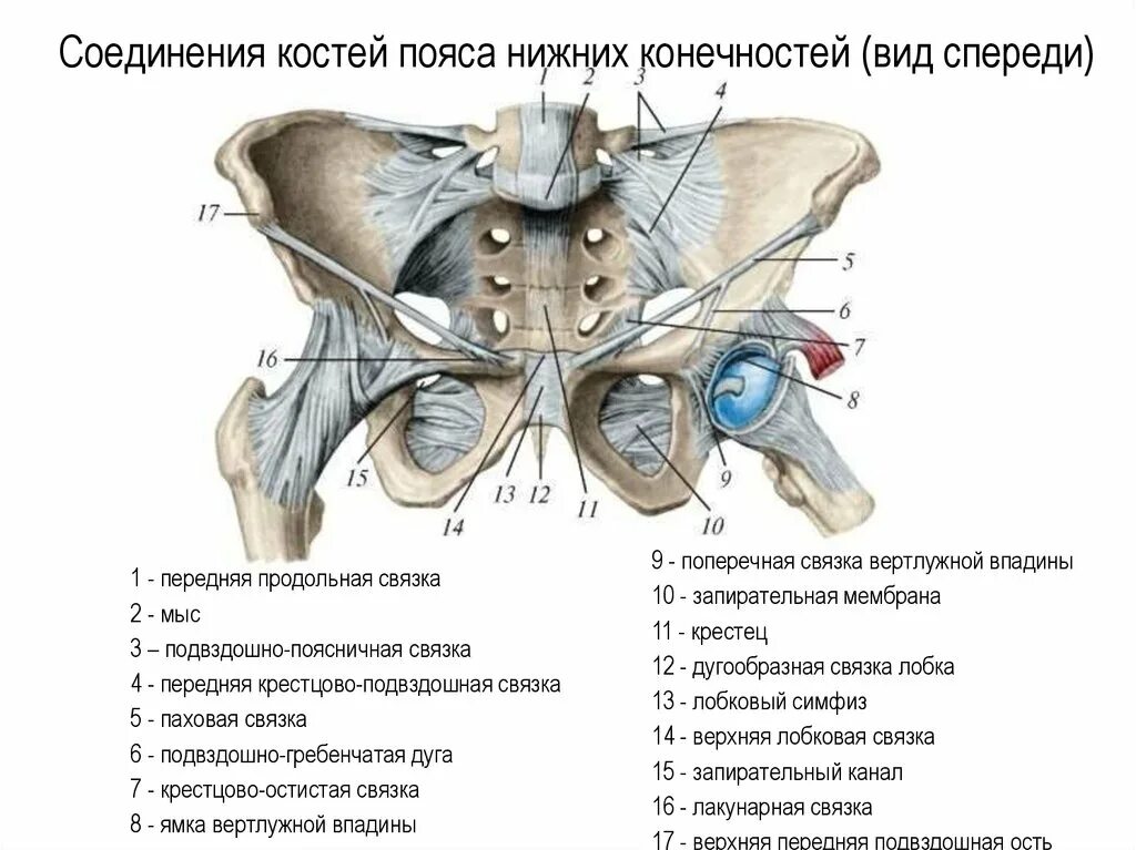 Соединение лобковых костей. Соединение костей таза и нижней конечности. Связки таза вид спереди анатомия. Кости таза. Соединения костей тазового пояса.. Соединения пояса нижних конечностей вид спереди.