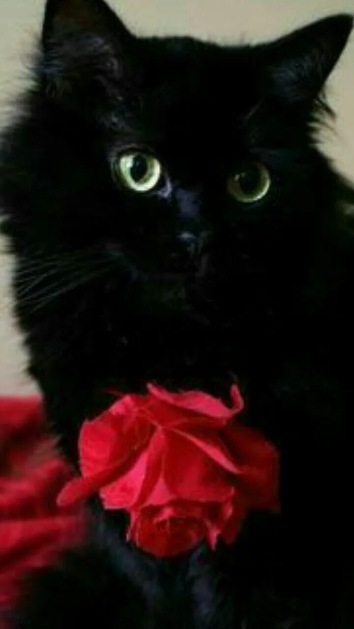 Черные коты. Красивый черный кот. Красивые черные коты. Красивая черная кошка. Черно розовую кошку