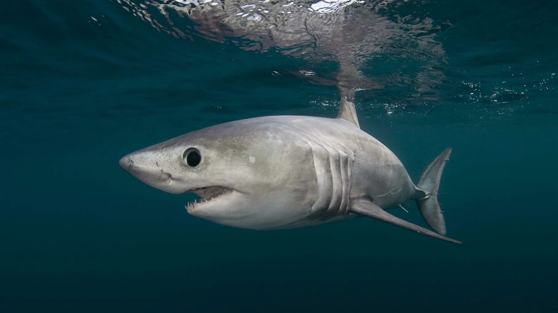 Рыба типа акулы. Рифовая акула. Акула мако депс. Акула молот. Акулы виды названия.