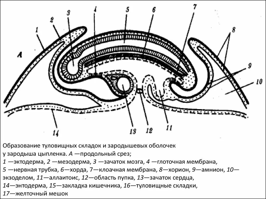 Амниотическое яйцо пресмыкающихся. Туловищная и амниотическая складки зародыша курицы. Туловищная и амниотическая складки зародыша курицы препарат. Зародыш на стадии формирования туловищной складки. Амниотическая и туловищная складка гистология.