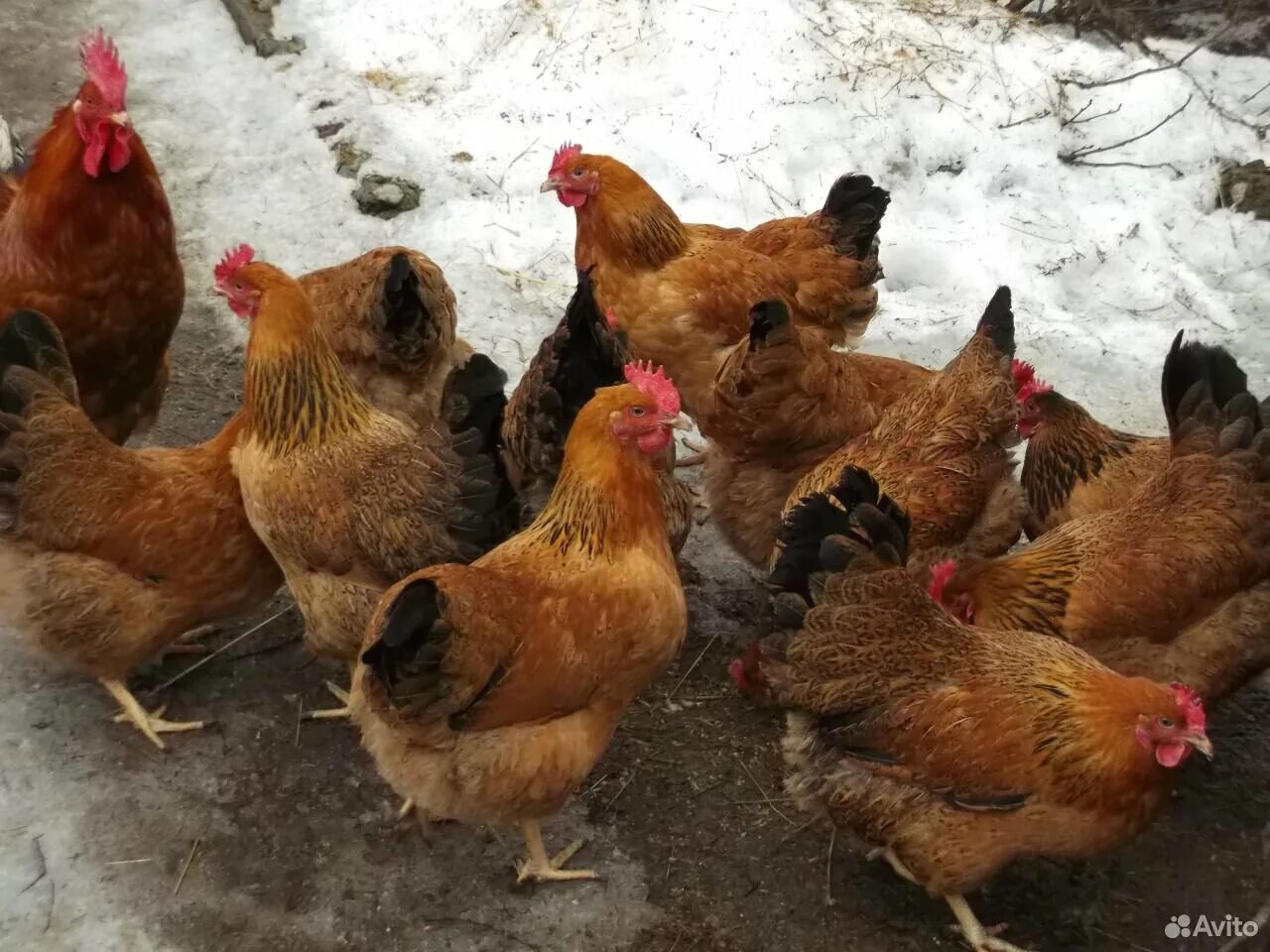 Кучинская яйценоскость. Куры породы кучинская юбилейная. Кучинская юбилейная кучинская юбилейная. Куры несушки кучинская юбилейная. Петух кучинская юбилейная.
