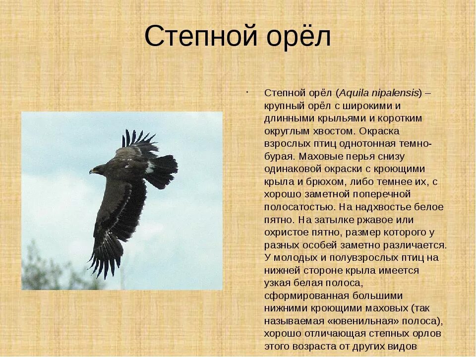 Информация о Орле. Сообщение об Орле. Описание орла. Орел информация о птице.