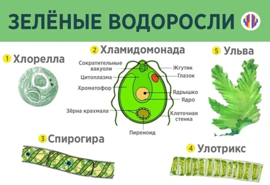 Водоросли дифференцированных клеток. Одноклеточные зеленые водоросли. Chlorophyta отдел зелёные водоросли. Отдел зеленые водоросли хламидомонада. Строение клеток зеленых водорослей.