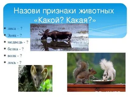 Среда обитания зайца и белки