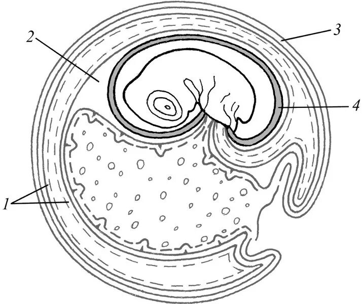 Появление амниона и других зародышевых оболочек. Аллантоис. Амнион. Эмбрион человека аллантоис. Амнион у кого есть.