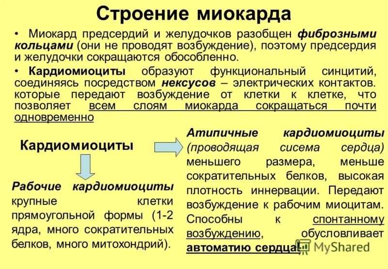 Функциональные свойства сердца. Средний слой сердца миокард образован тканью. Основным тканевым компонентом миокарда является. Сердечная мышца представляет собой. Строение сердца оболочки стенок сердца.