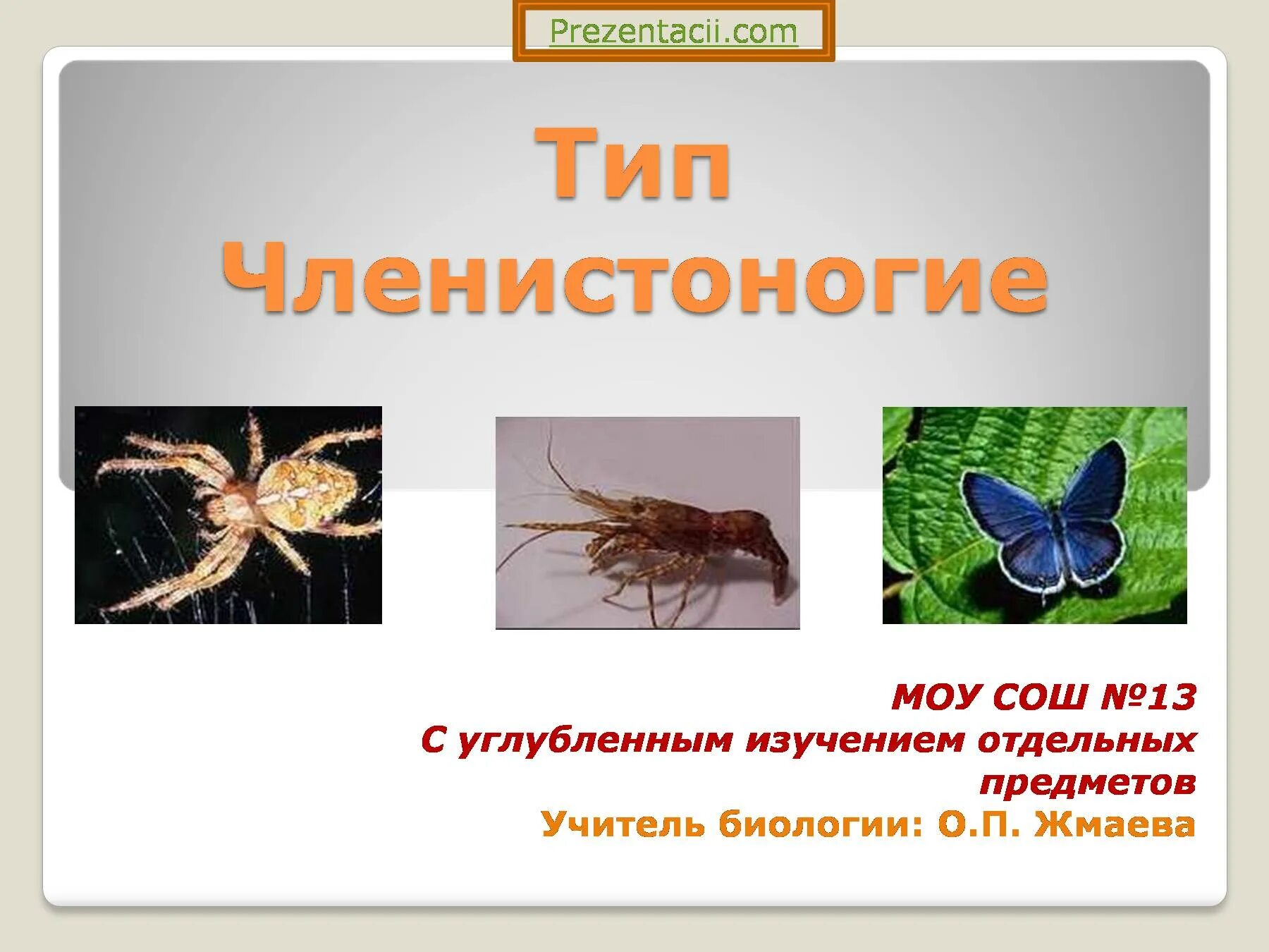 Членистоногие перечислить. Тип членистоногие. тип членистоногие arthropoda. членистоногие презентация. презентация по членистоногим.