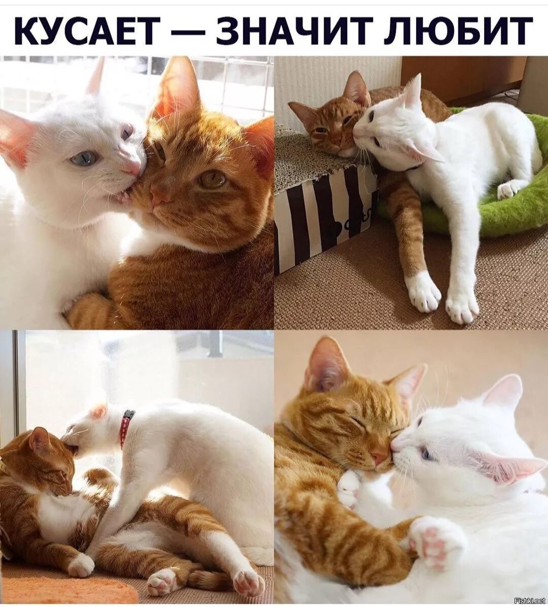 Кусь. Котик Кусь. Котики с надписями. Котики любовь. Что значить я обожаю тебя