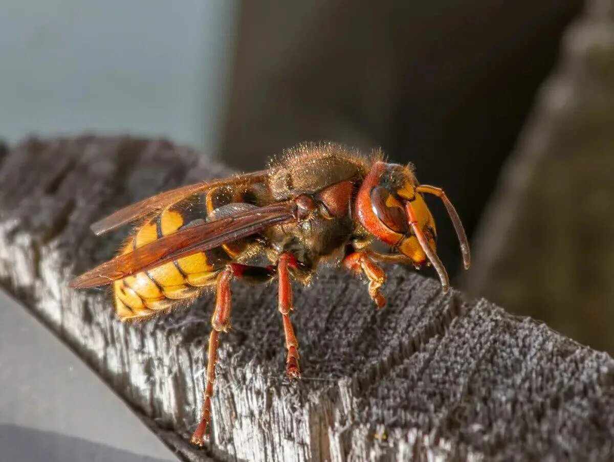 Азиатский шершень. Шершень сибирский. Азиатский шершень vespa mandarinia -. Девятерик шершень. Азиатский шершень убийца.