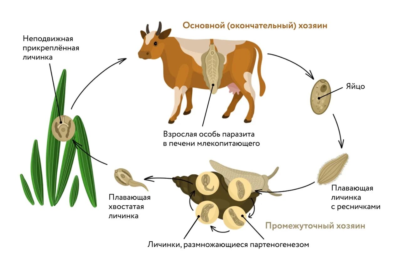 Цикл развития печеночного сосальщика. Цикл развития печеночного сосальщика схема. Цикл развития печеночного сосальщика биология. Цикл печёночного сосальщика биология 7. Цикл развития червей сосальщиков