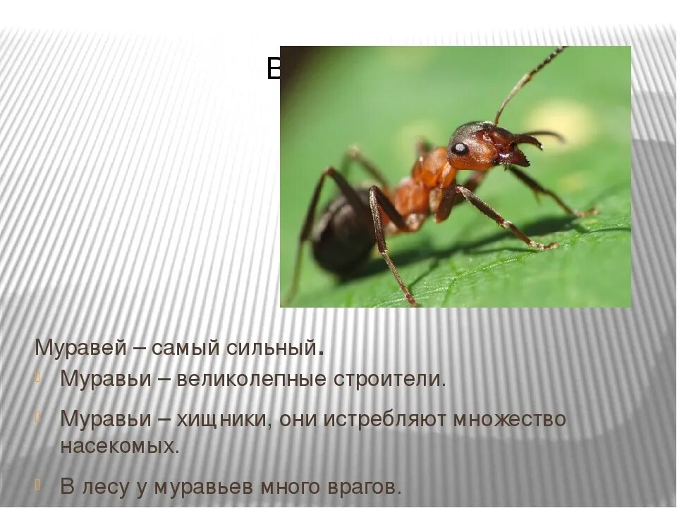 Муравей на 1 месте. Доклад о муравьях. Описание муравья. Краткая информация о муравьях. Интересные факты о муравьях.