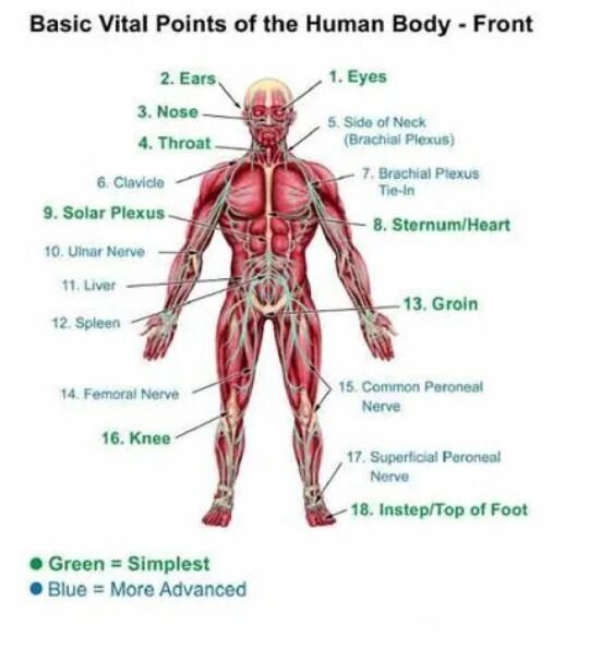 Practice points. Болевые точки на теле человека в карате. болевые точки кунг фу на теле человека. weak point. points on the body.