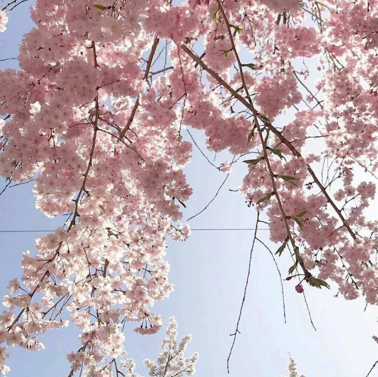 Сакура aesthetic. Сакура Розанна. Сакура Тайхаку. Японское дерево розовое.