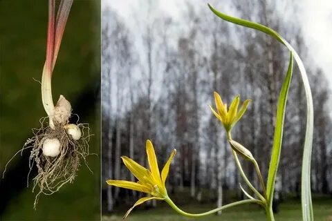 Цветы похожие на луки