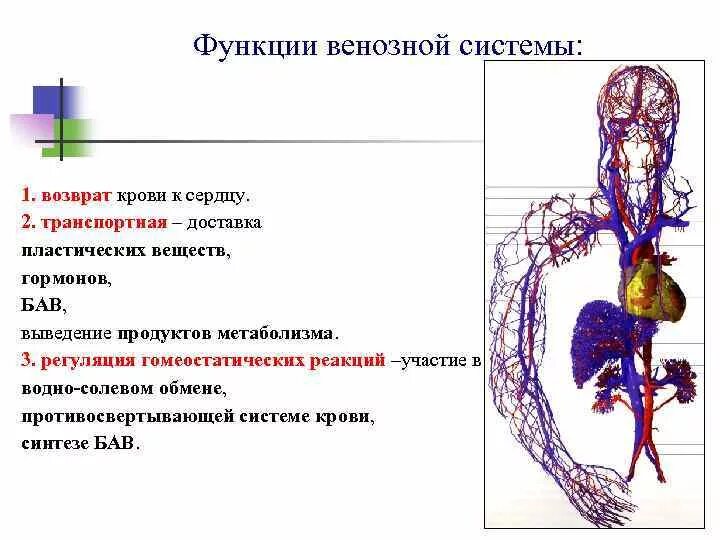 Функции венозной системы. Особенности венозной системы. Вены функции. Особенности строения венозной системы. Возвращают кровь к сердцу