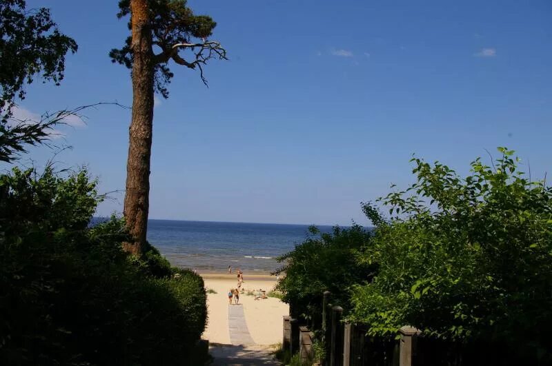 Балтийское побережье дюны сосны. Юрмала латвия пляж. Берег юрмалы. Балтийское море калининград. Финский залив дюны сосны.