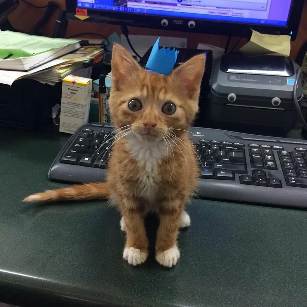 Кошки которые не растут. Маленькие кошки которые не растут. кошка которая не растет. маленький кот но взрослый. котенок отстань.