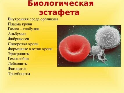Лейкоциты тромбоциты гемоглобин