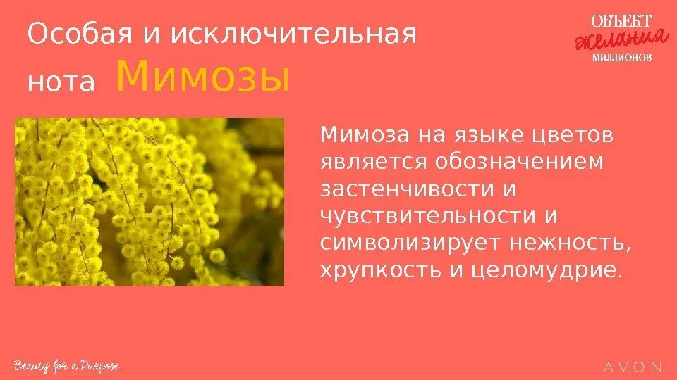 Мимоза текст егэ. Мимоза на языке цветов. Мимоза что означает на языке цветов. Акация на языке цветов. Сообщение о мимозе.