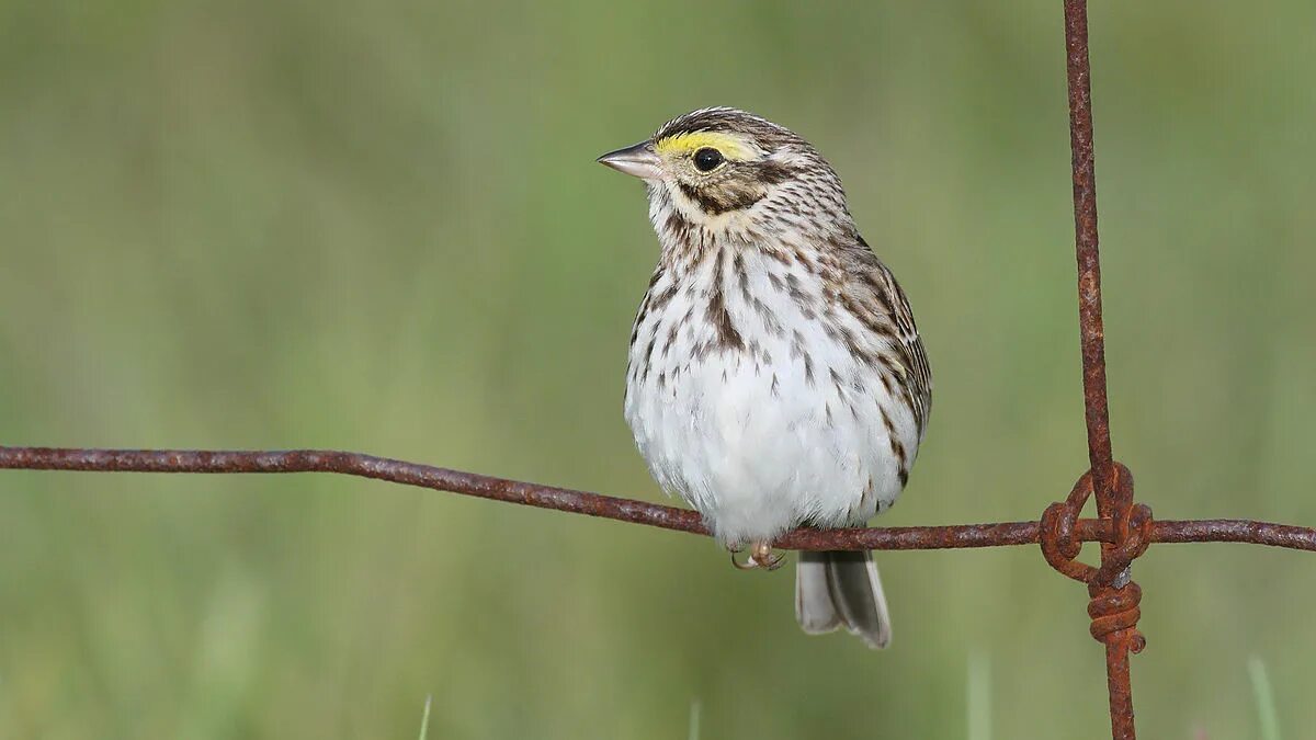 Болотная овсянка. Song sparrow. Птицы из воробьиных сканворд 6 букв. Птицы из воробьиных сканворд 6 букв. Подвиды воробьиных.