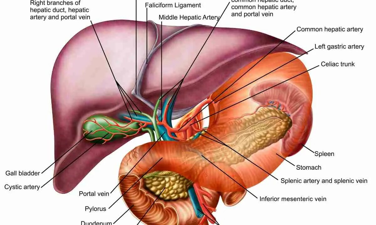 Печень орган в организме. Строение внутренних органов желчный пузырь строение. Печень и желчный пузырь анатомия картинки. Расположение печени вид сбоку. Внутренние органы человека схема расположения желчный пузырь.