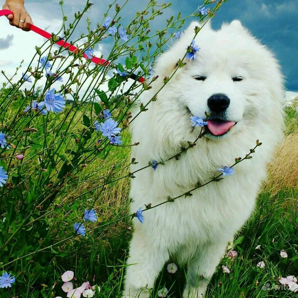 арктический шпиц самоед. самоед собака характер. сибирская лайка самоед. самоедская лайка. факты о самоедах.
