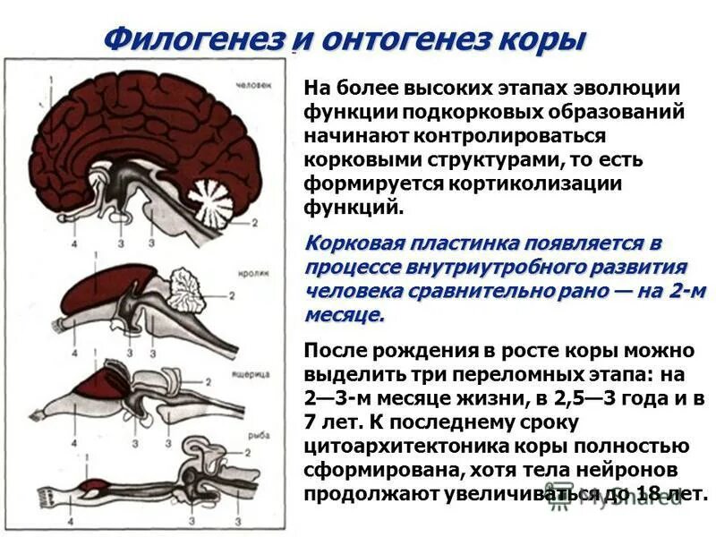 Развитие структур головного мозга. Кортикализация функций» в процессе эволюции цнс. этапы развития коры головного мозга. филогенез коры головного мозга. развитие коры больших полушарий головного мозга.