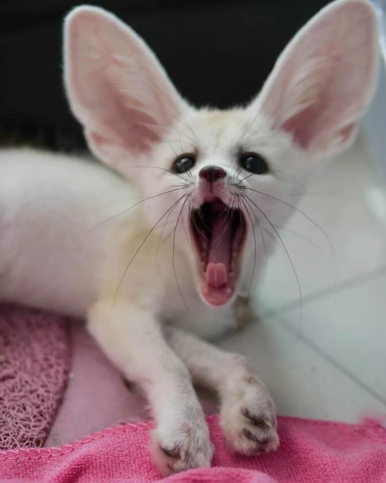 кот ориентал короткошерстный. йохан шнобель. пушистого ушастого зверька. порода кошек ориентал. накладные уши.