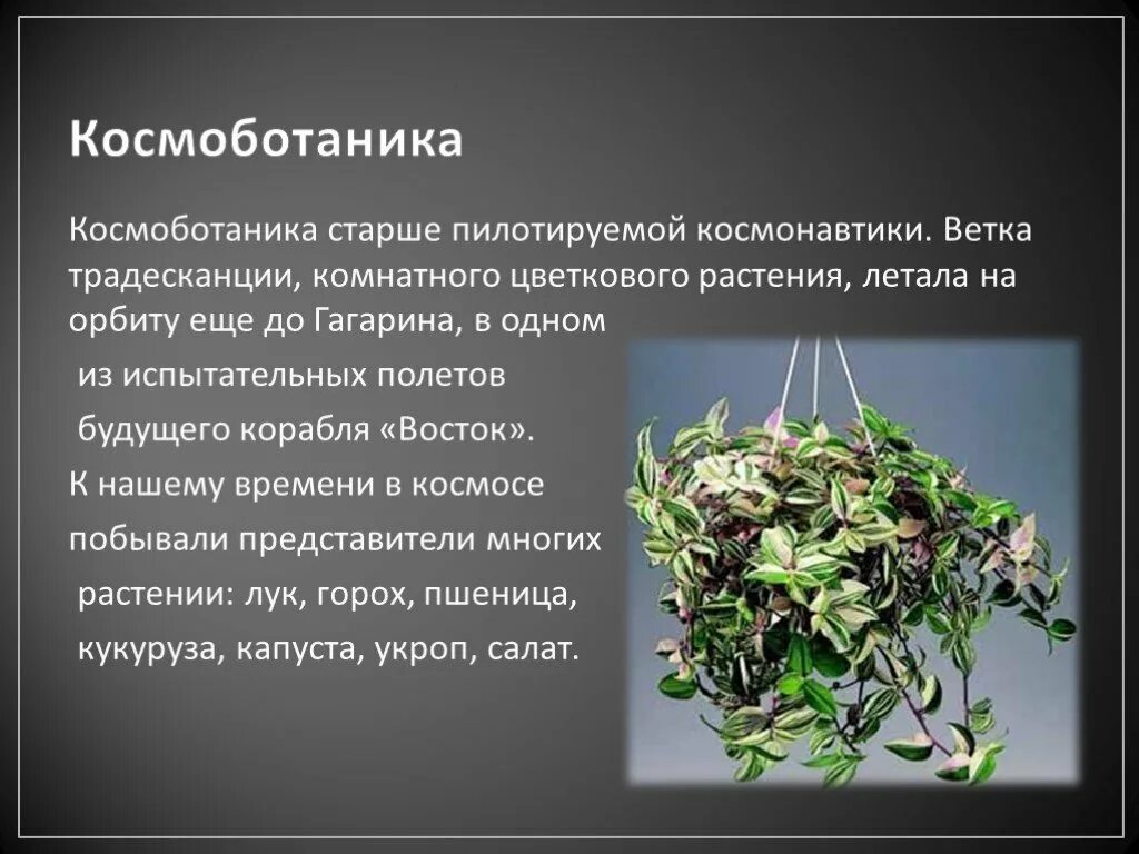 Экспериментатор взял одно растение традесканции. Строение традесканции. растения в космосе интересные факты. космоботаника. традесканция в космосе.