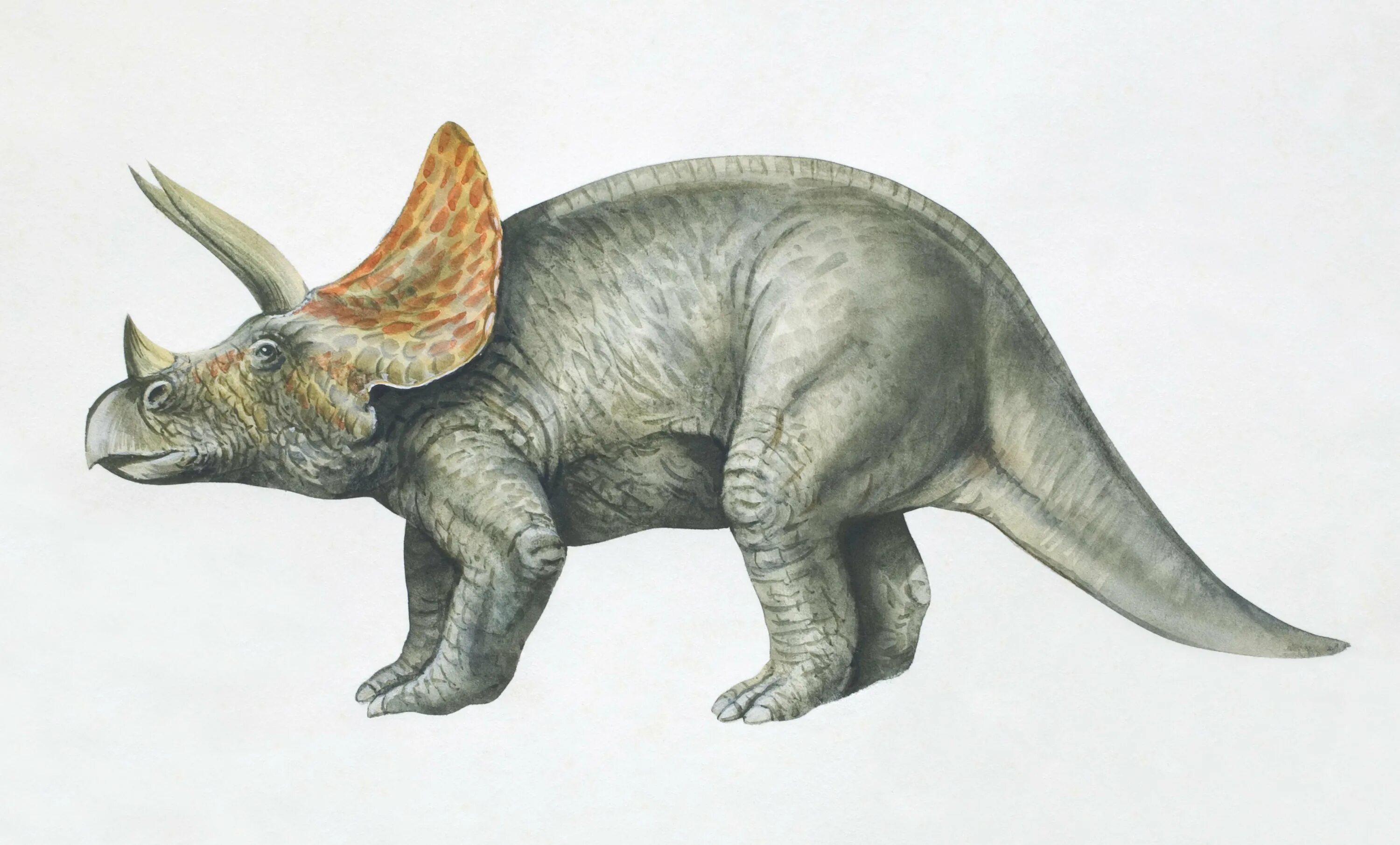 Трицератопс и рекс. Травоядные динозавры Трицератопс. Трицератопс анатомия. Трицератопс Эра. Динозавр с рогом на голове
