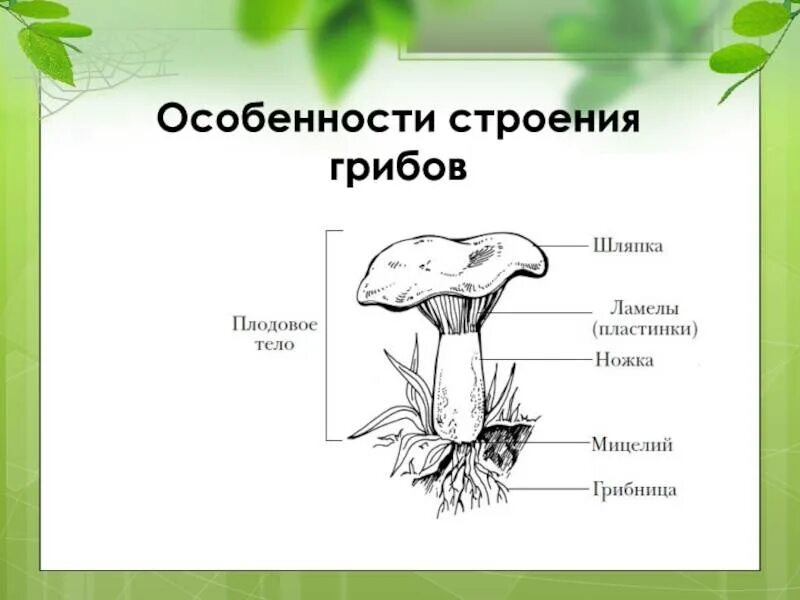 Особенности строения грибов 7 класс