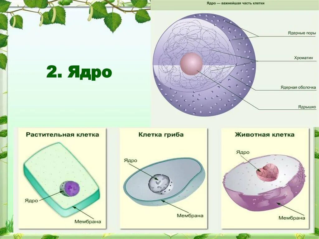 Строение ядра клетки 9 класс биология. Строение ядра биология. Ядро и ядрышко строение. Строение ядра животной клетки. В ядрах клеток многоклеточного