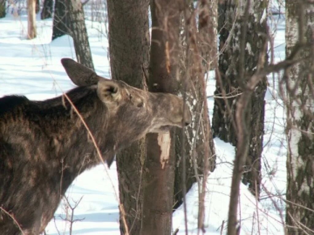 Лось питается. Лось зимой. Лось ест кору деревьев. Дерево объеденное лосем. Рацион лосей