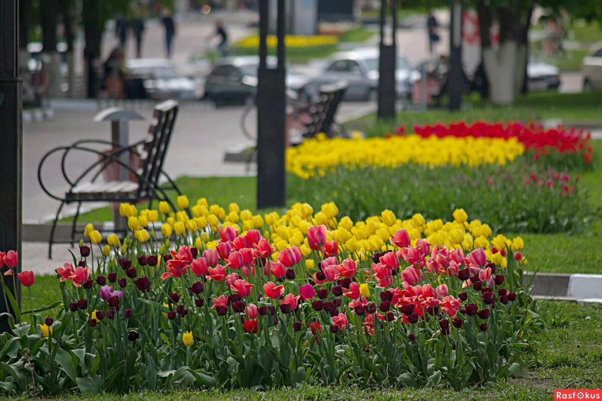 тюльпан набережные челны. тюльпаны белгород. аллея тюльпанов в белгороде. аллея тюльпанов в белгороде. аллея тюльпанов в белгороде.